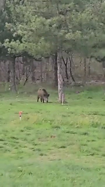 Yaban domuzu da üniversiteli oldu
