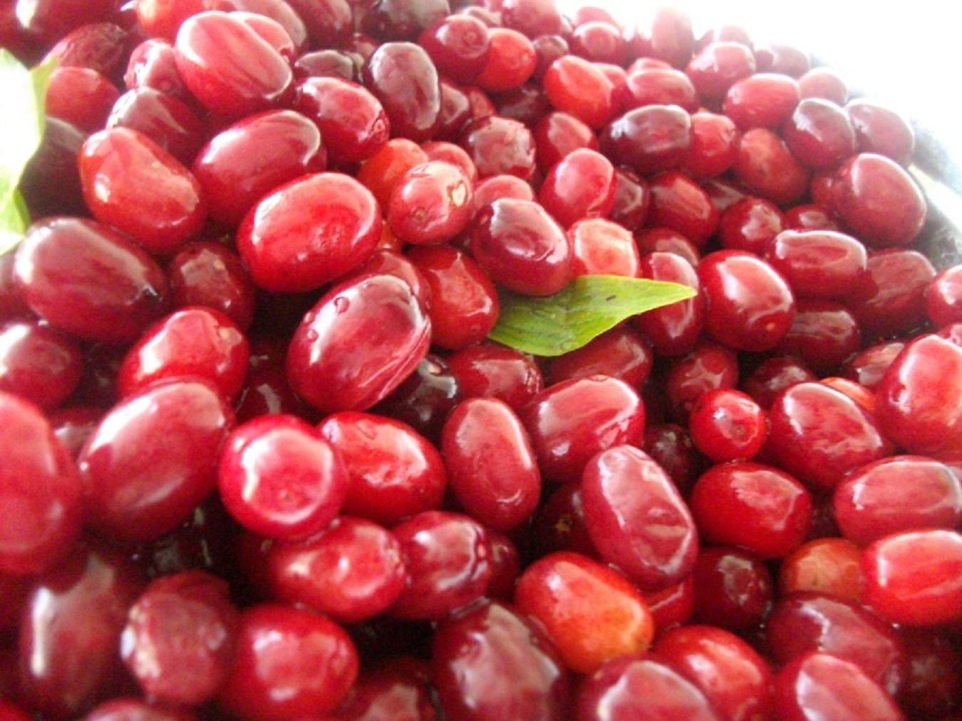 Soğuk algınlığına doğal çözüm: Kızılcık