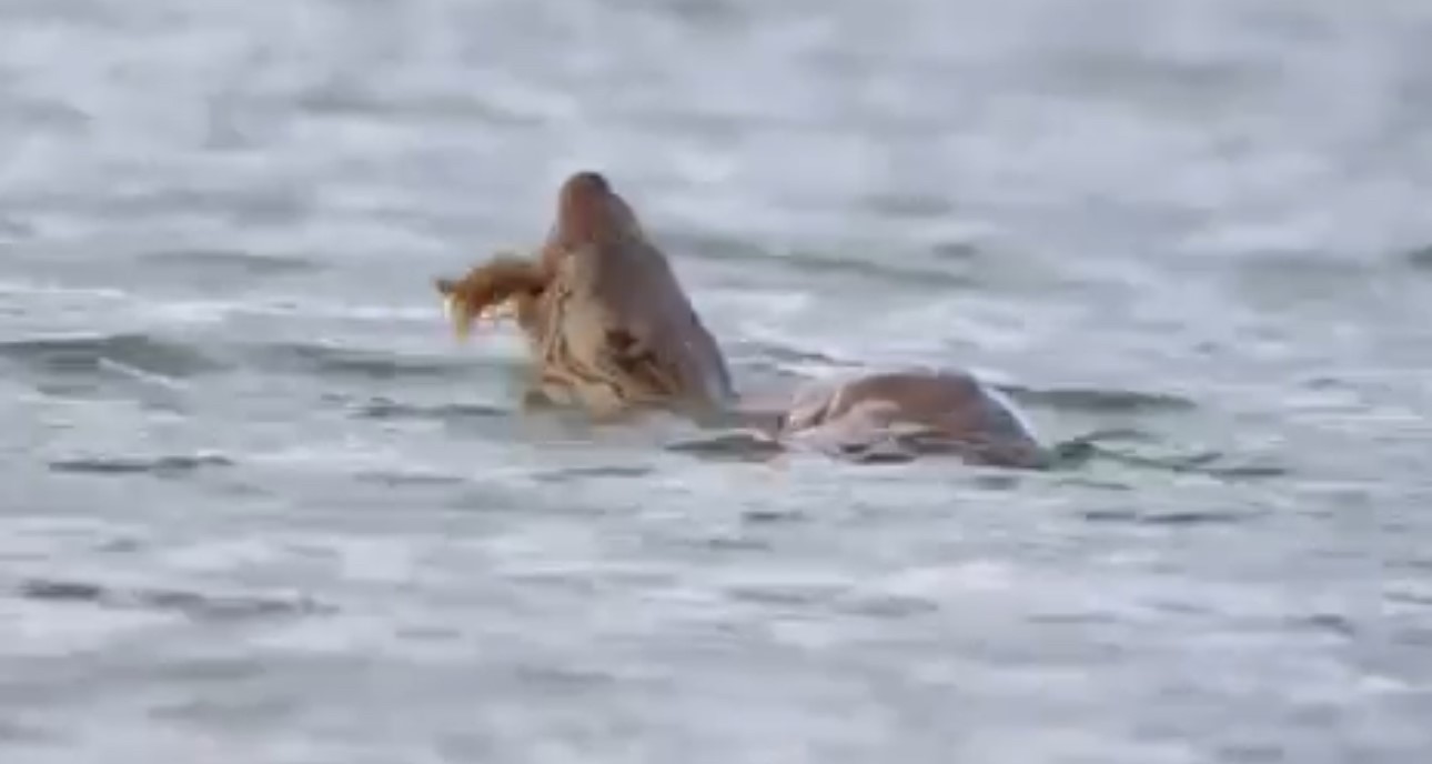 Su samuru avını yerken görüntülendi