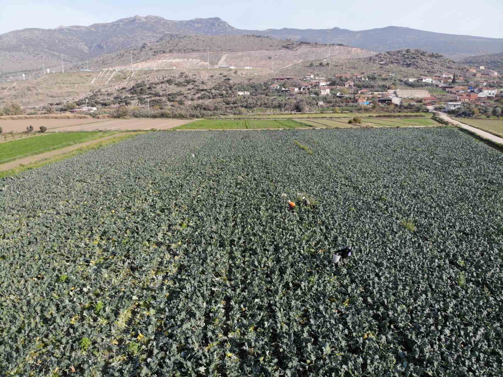 İzmir’in verimli tarım arazilerinde ’yeşil altın’ hasadı