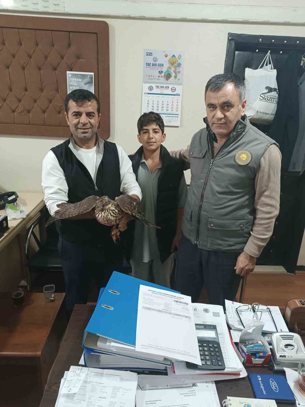 Yaralı şahin tedavi altına alındı