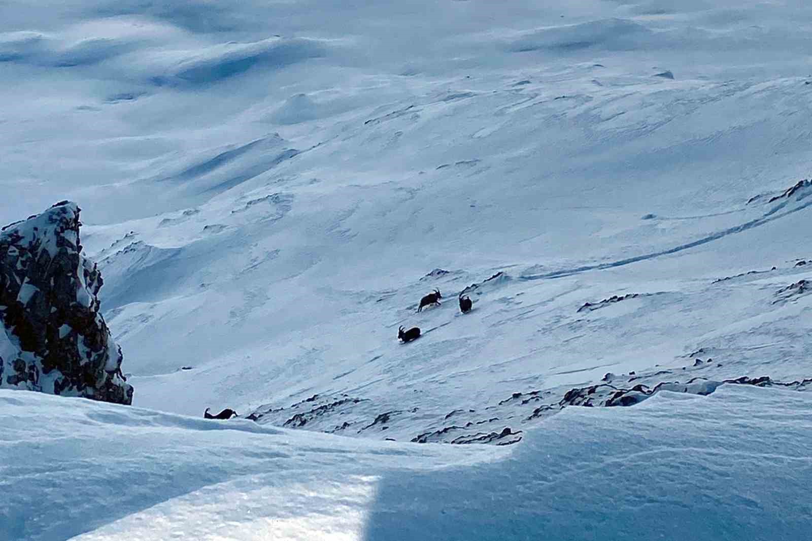 Çatak’ta dağ keçileri görüntülendi