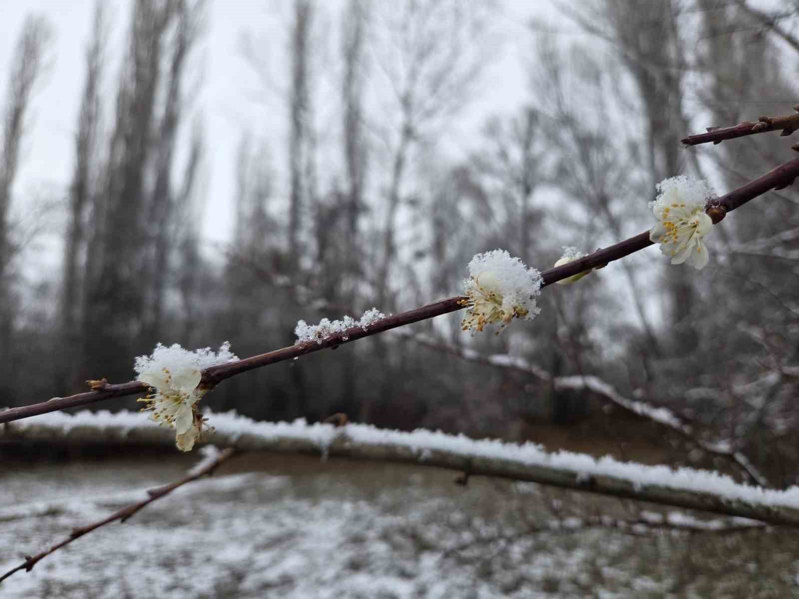15 gün önce çiçek açan erik ağaçları kar altında kaldı