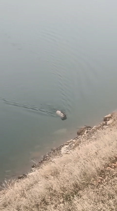 Sarp kayalıkların ustası baraj gölünde yüzerken görüldü