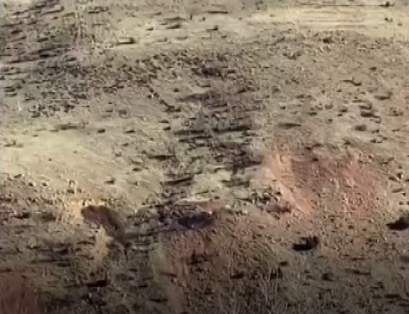 Gercüşlü çiftçilerin domuz tedirginliği