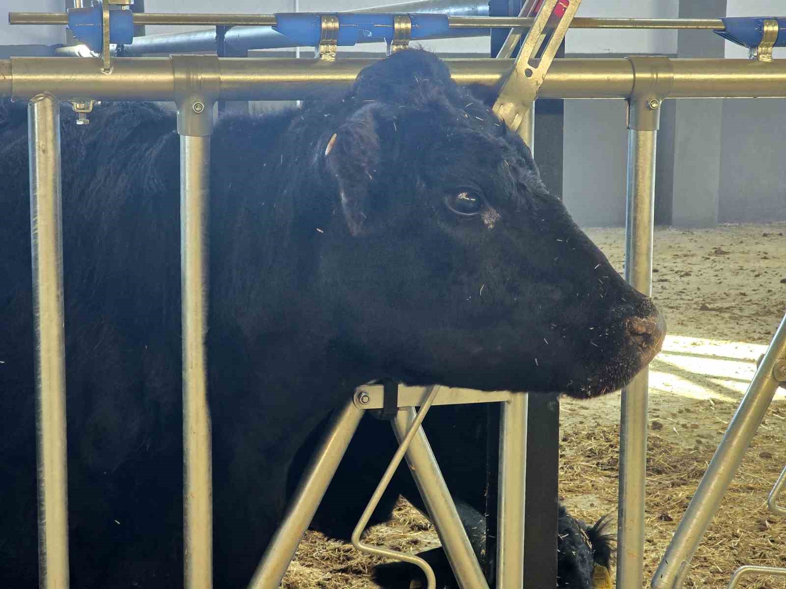 Kırsalda Bereket Hayvancılığa Destek Projesi, 2028 yılına kadar sürecek