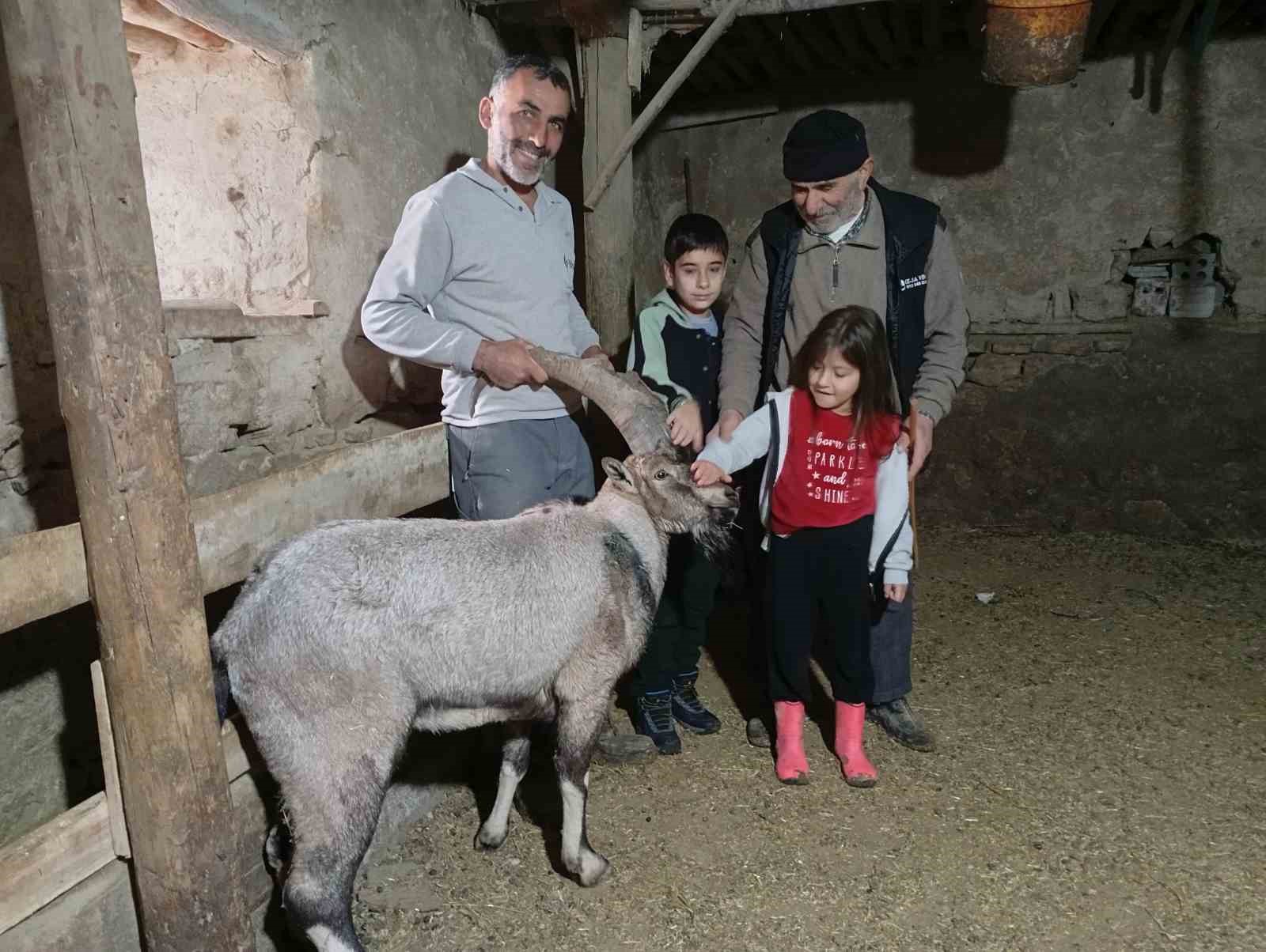 Yaralı halde bulunan dağ keçisi tedavisinin ardından doğaya salındı
