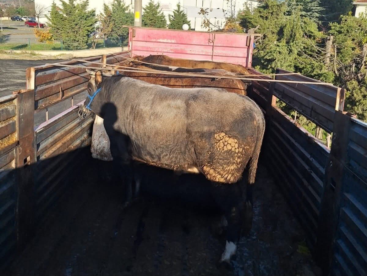 Tekirdağ’da kaçak hayvan sevkiyatına 102 bin lira ceza