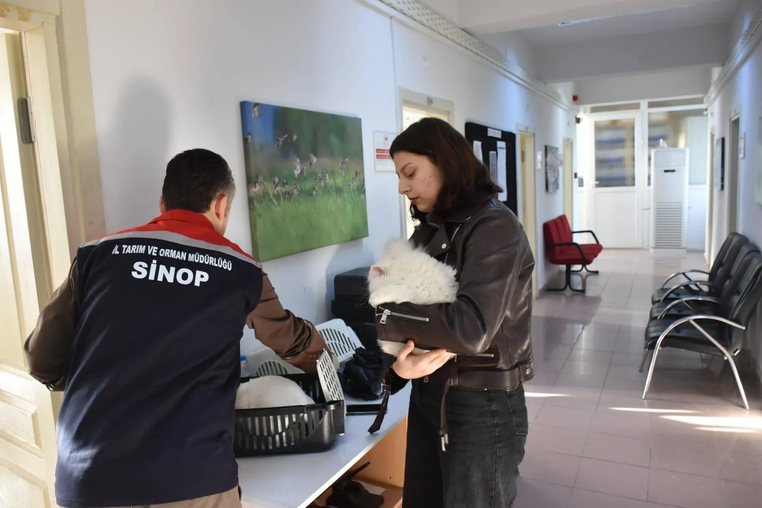 Sinop’ta hayvan kimliklendirme istatistikleri