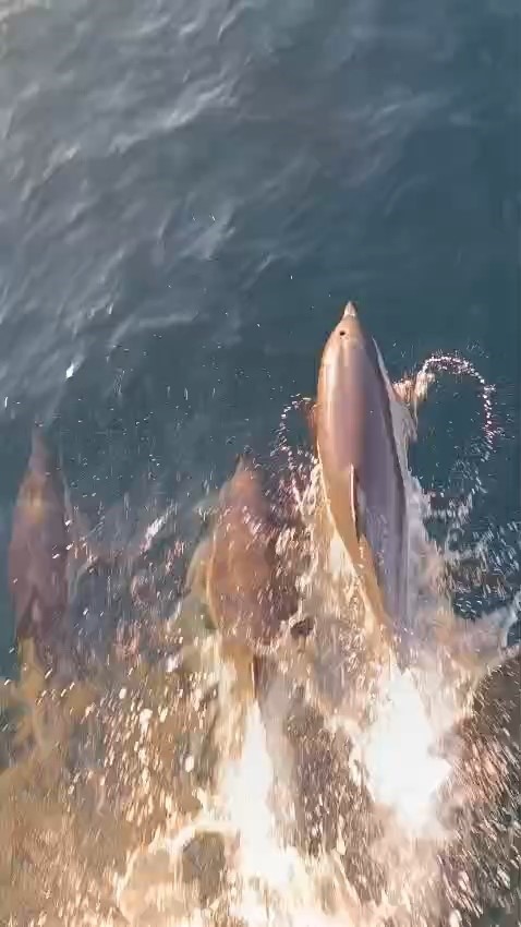 Yunuslar tekneyle yarıştı: Kıyıköy açıklarında kartpostallık anlar