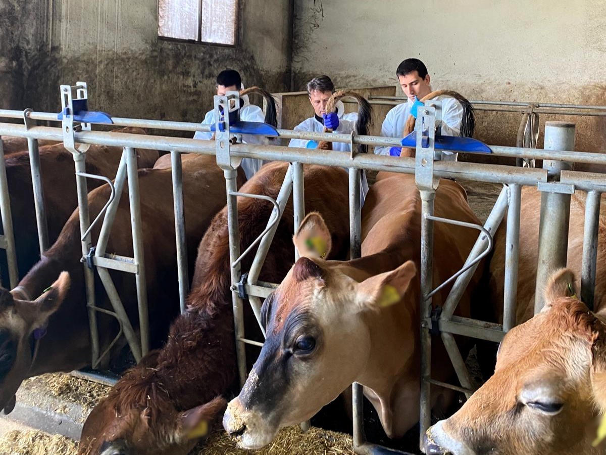 Kırklareli’nde büyükbaş hayvan işletmelerinde hastalıktan ari kontrolleri