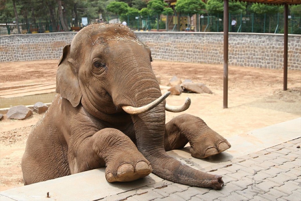 Fatma Şahin’den CHP’li Başarır’a yalanlama