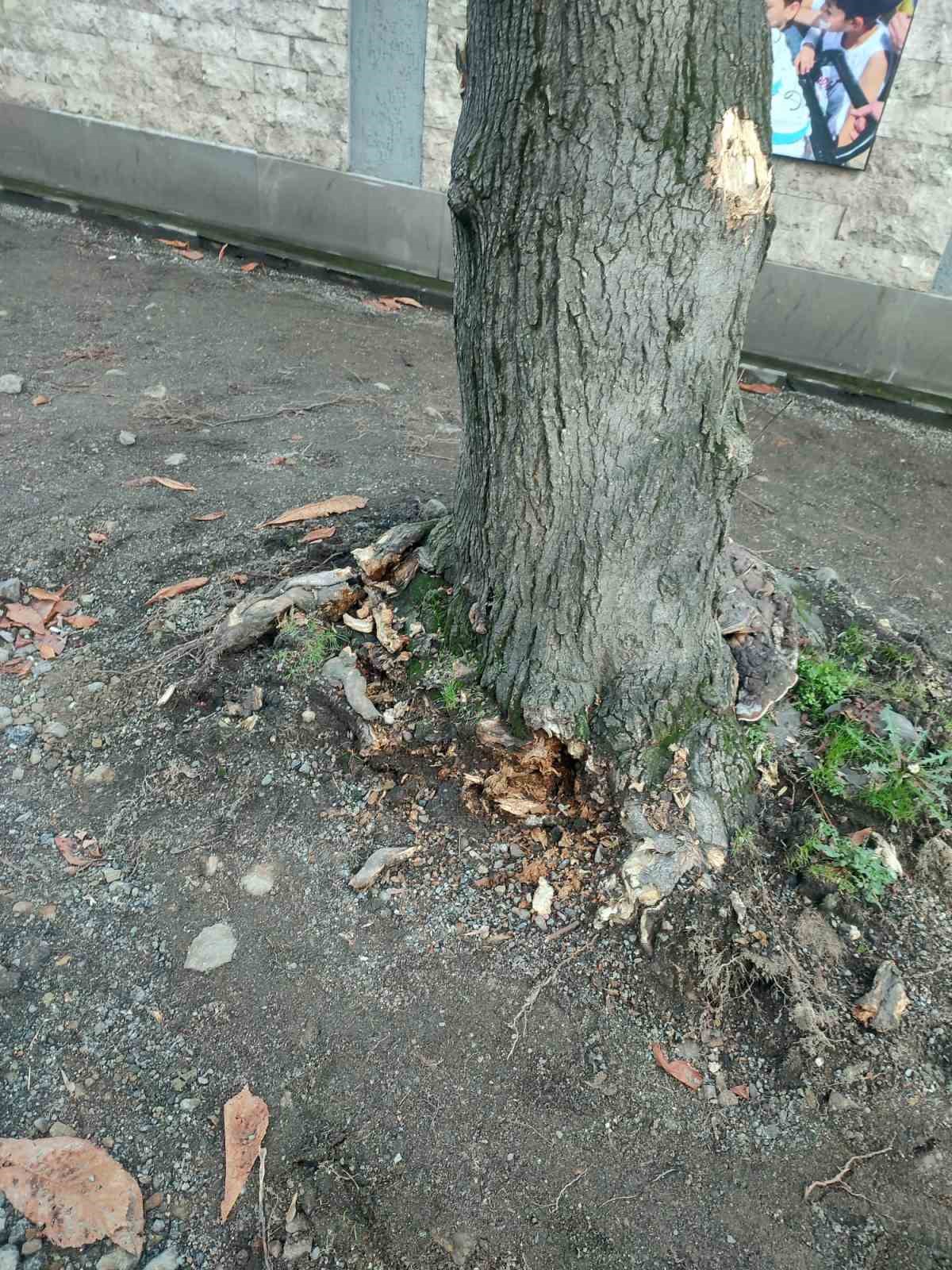 Trabzon Büyükşehir Belediyesi’nden 