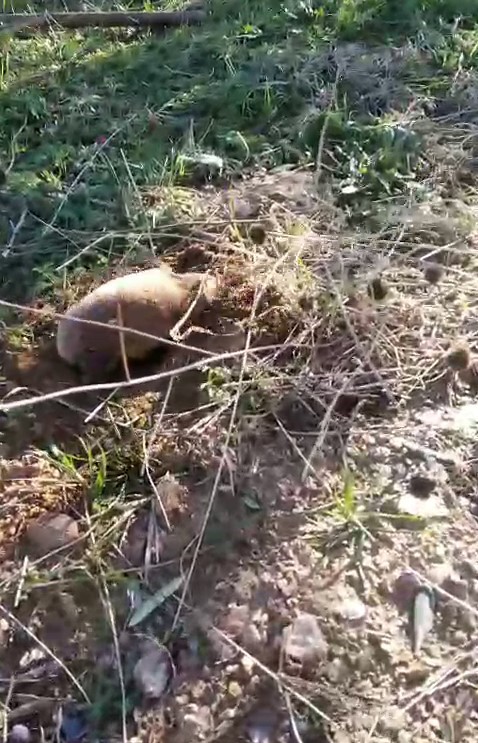 Yer altının gizemli canlısı Manisa’da ortaya çıktı