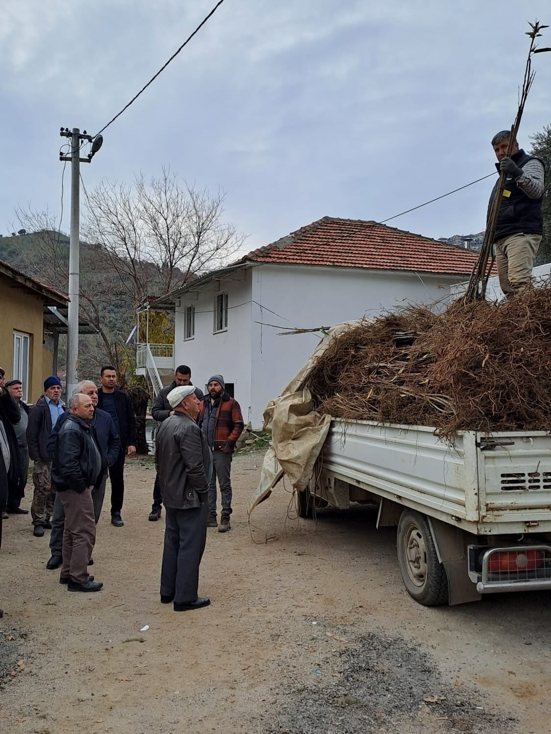Köşk’te köklü kestane fidanları üreticilere dağıtıldı