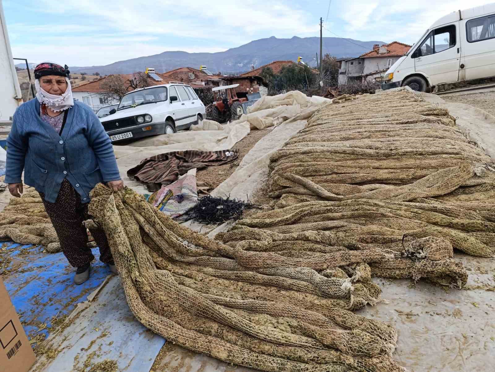 Selendi’de tütünde hasat bitti, kolileme mesaisi başladı