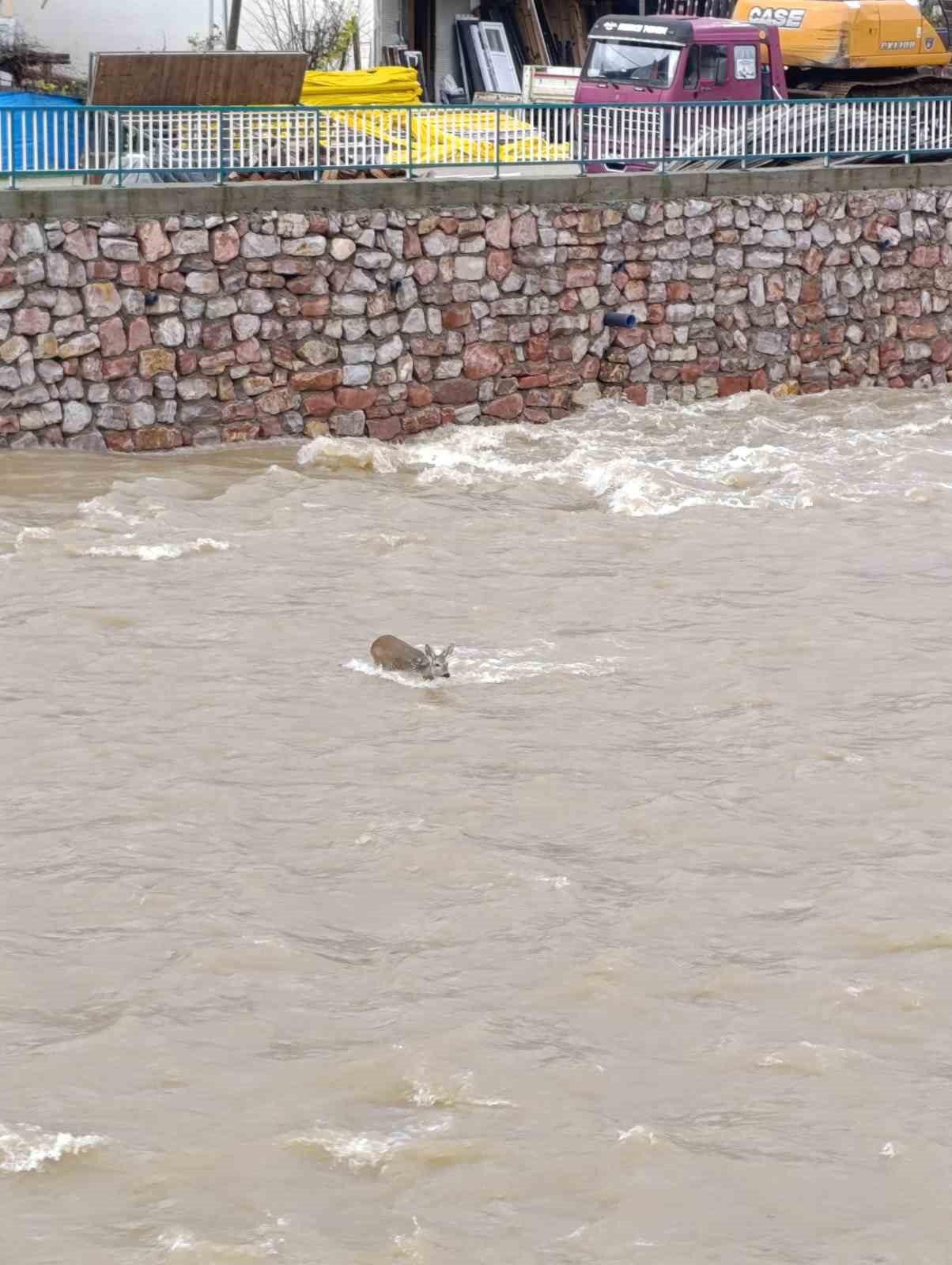 Çaya düşen karaca kurtarıldı