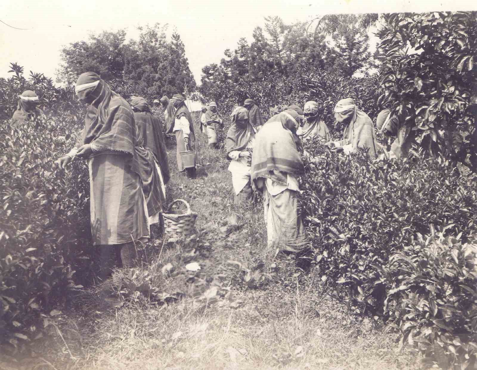Ortaya çıkan arşiv Türk Çayı’nın tarihine ışık tutuyor