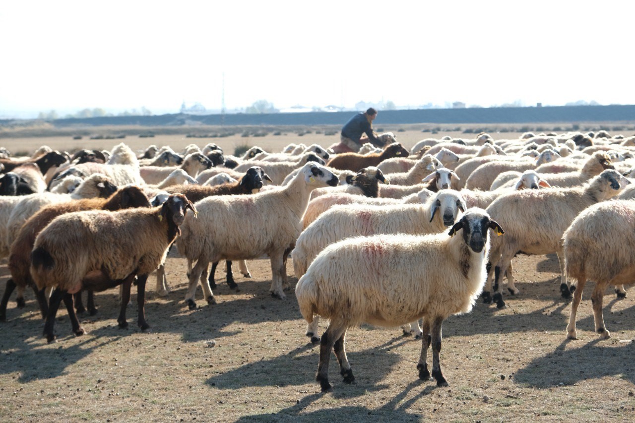Erzincan’da sürüler merada