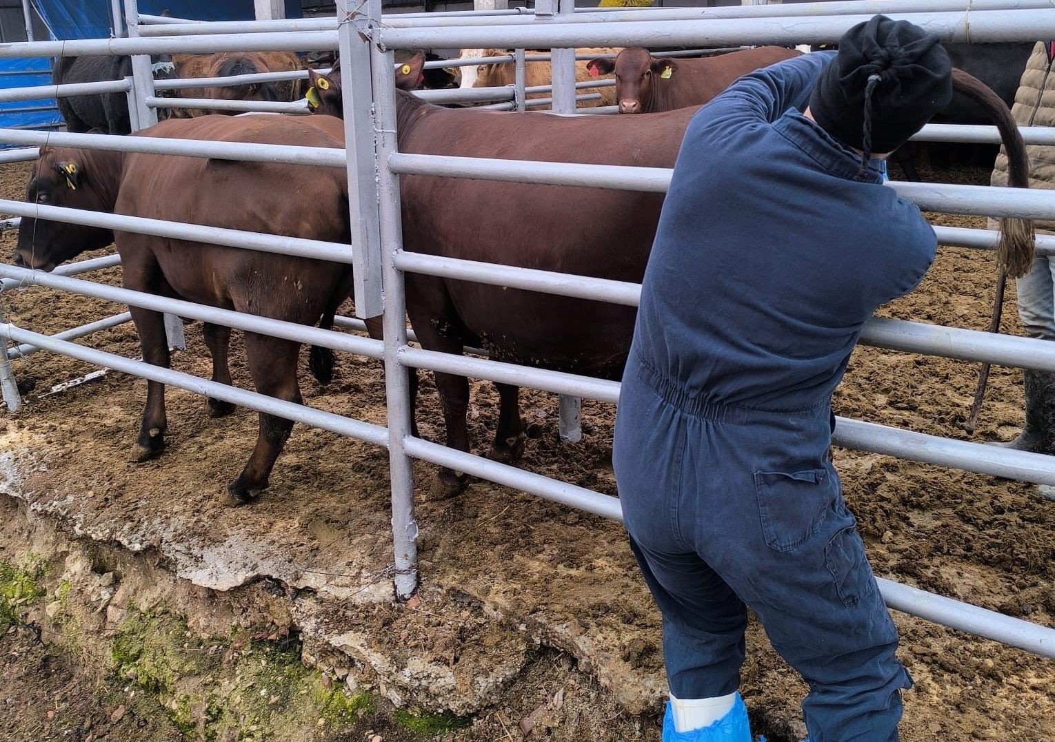 Kütahya’ya Brezilya’dan gelen ithal gebe düveler sağlık kontrolünden geçirildi