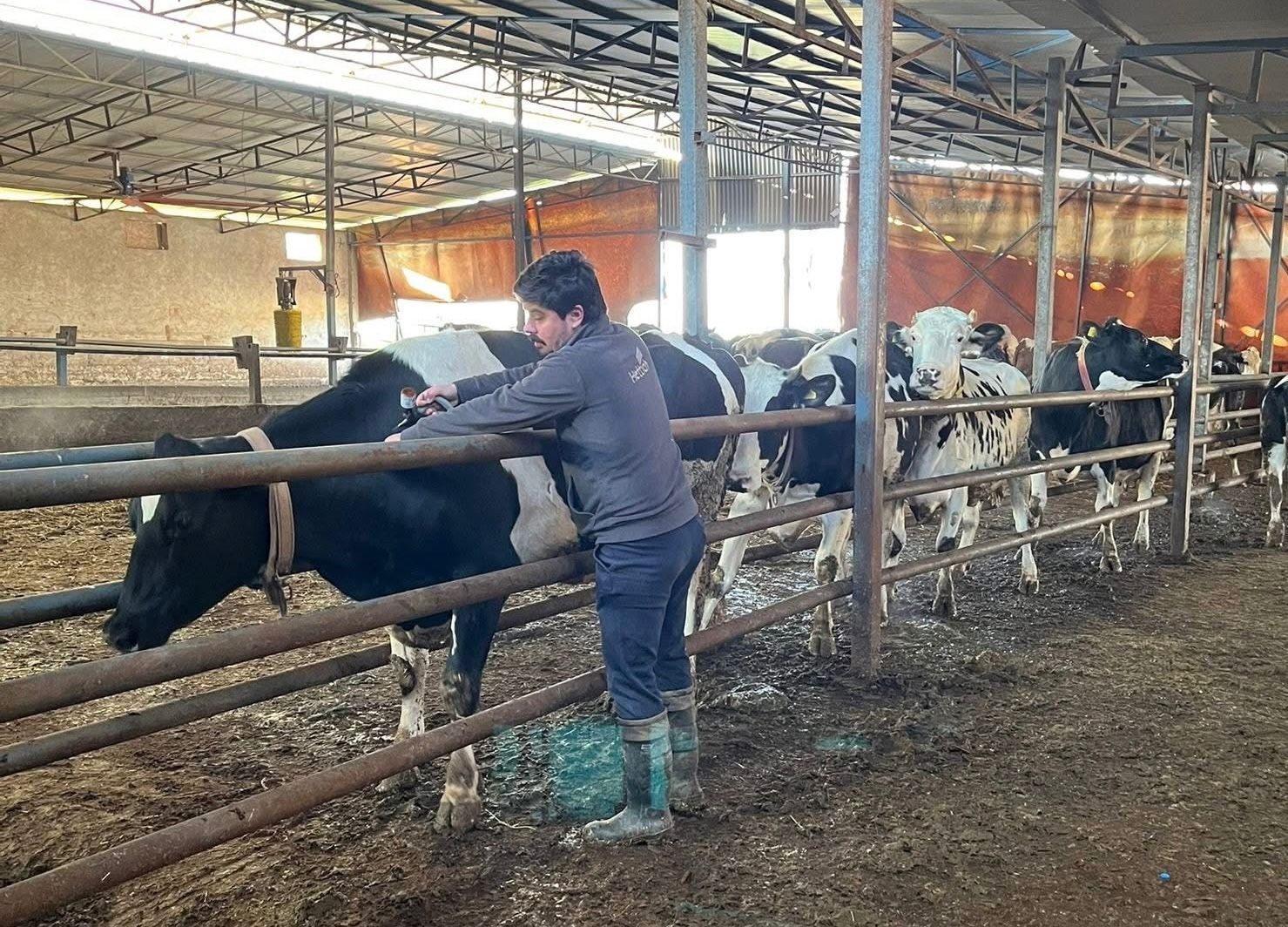 Tekirdağ’da şap aşısı çalışmaları aralıksız sürüyor