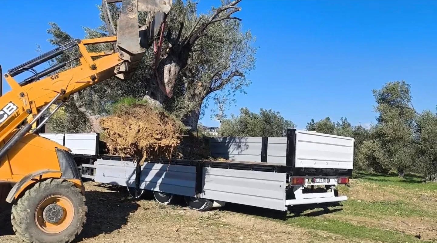 Zeytin ağacı taşıyacaklara önemli uyarı: 