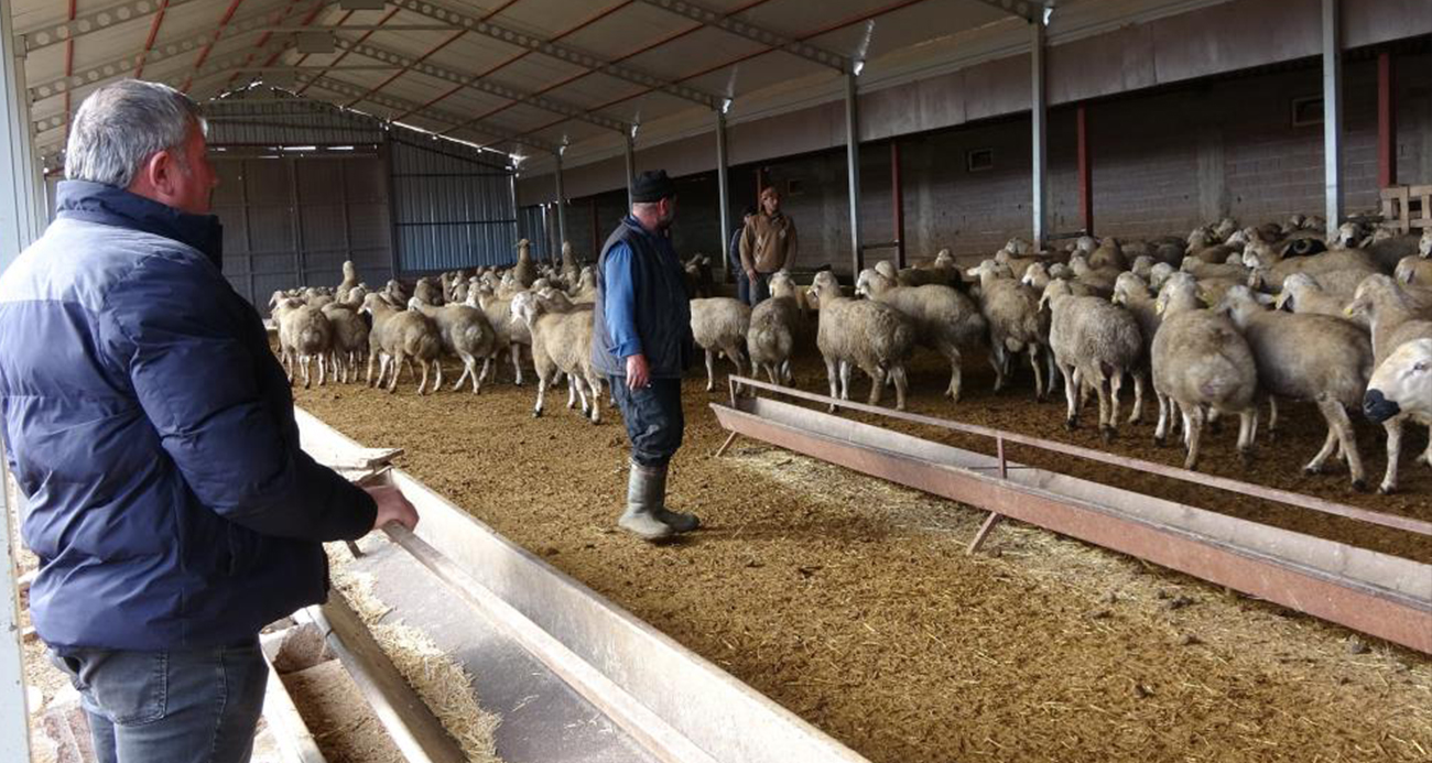 Babasıyla tartıştı, vadeli koyun alarak kendi sürüsüne sahip oldu