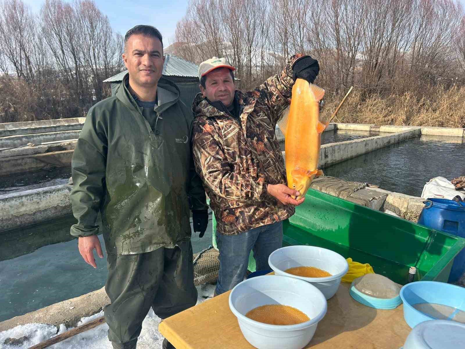 Van’da binlerce ton kapasiteli tesislerde alabalık sağımı başladı