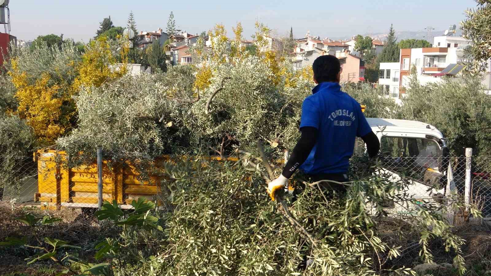 Toroslar Belediyesi zeytin ağaçlarını kesti, vatandaş tepki gösterdi