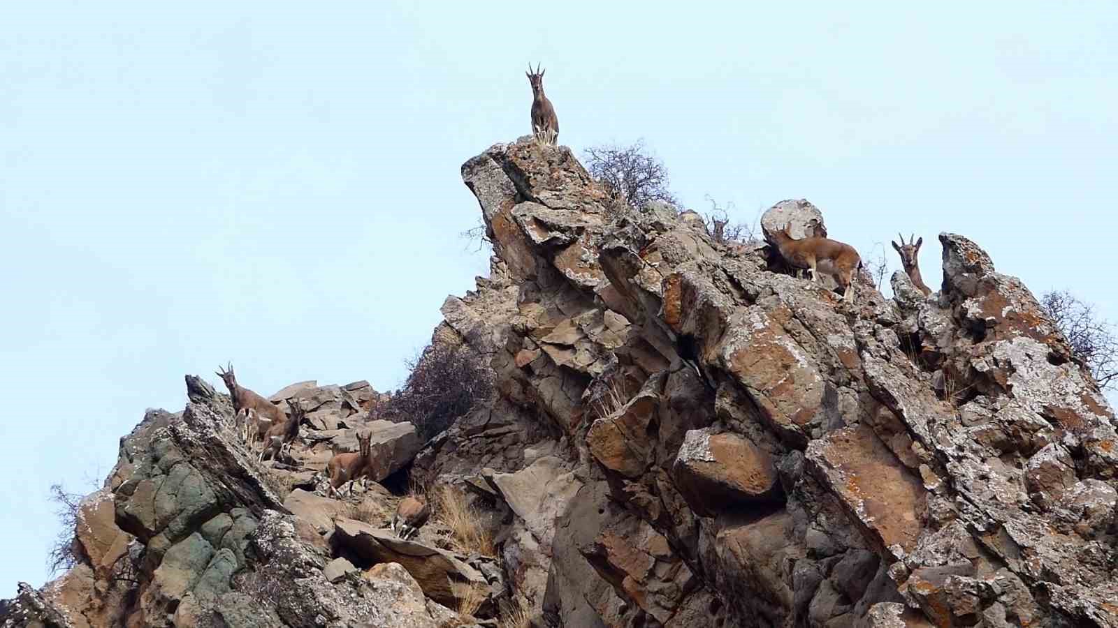 Erzurum’da yaban hayatı fotokapanlara takıldı