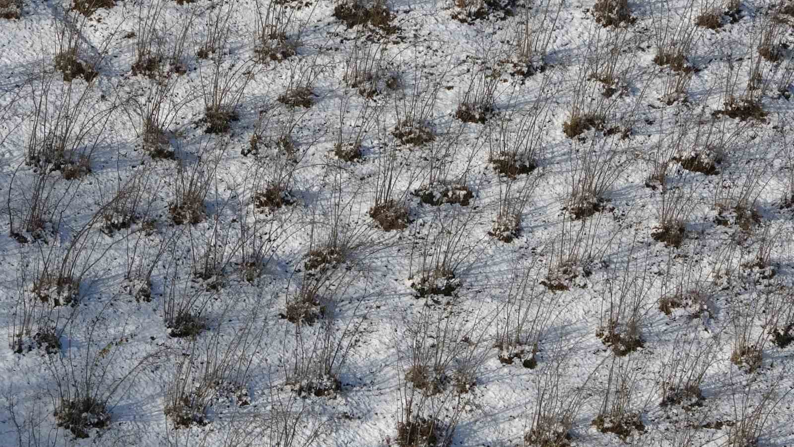 Karadeniz’deki kar yağışı, fındık ve diğer tarım ürünlerine yaradı