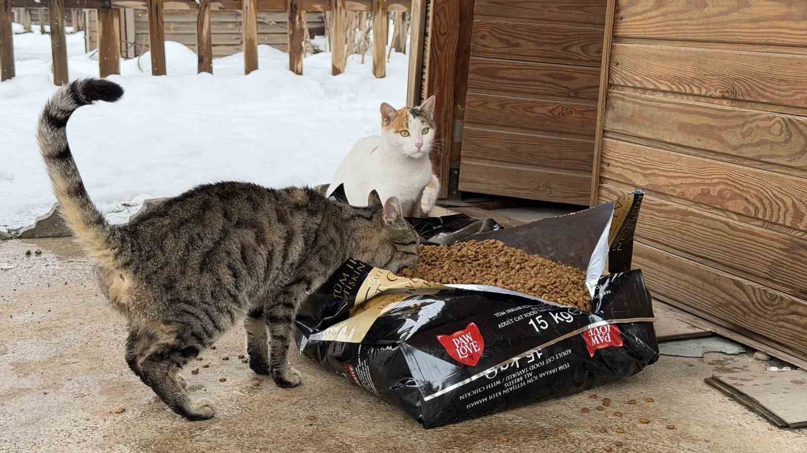 Soğuk havalarda sokak hayvanlarına şefkat eli