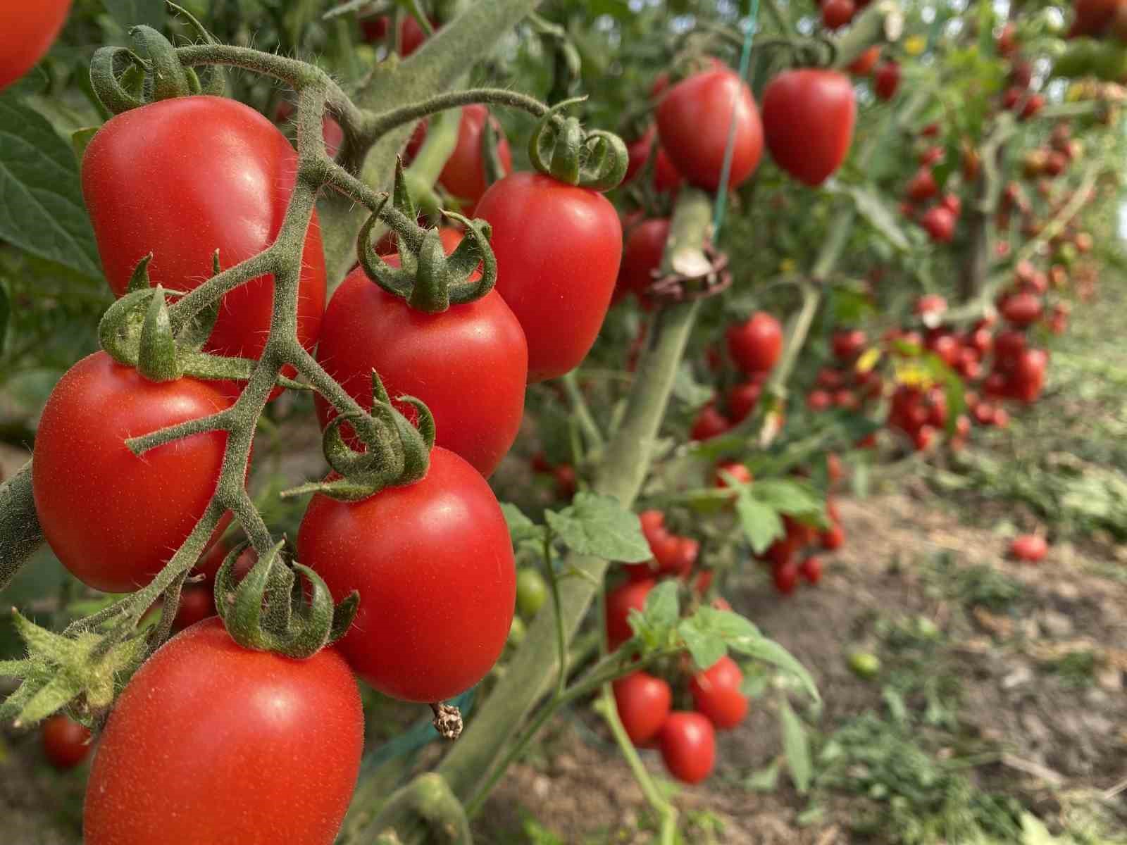 Antalya Ticaret Borsası, aralık ayı hal endeksini açıkladı: 