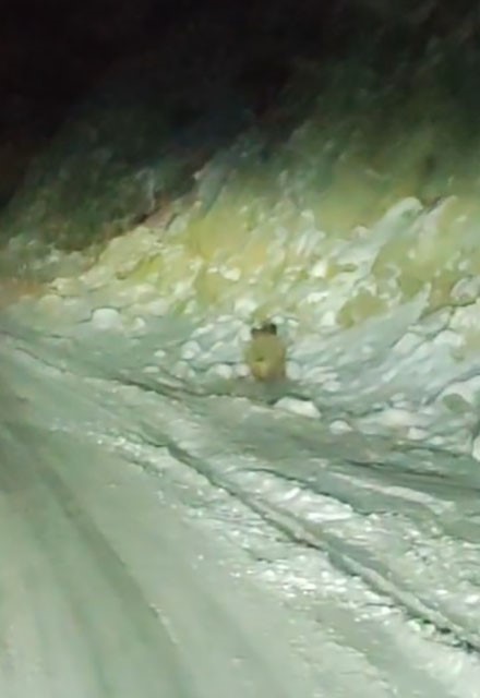 Aç kalan yaban domuzu kara yoluna indi