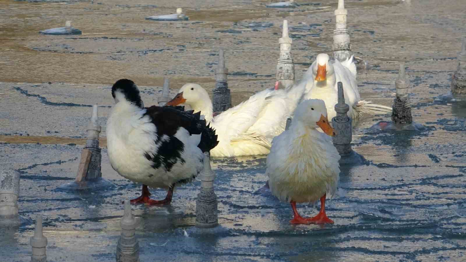 Konya’da soğuktan süs havuzları buz tuttu