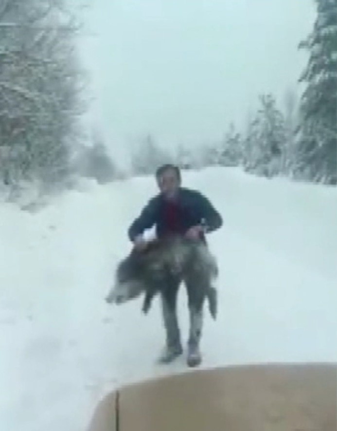 Sinop’ta bir vatandaş yaban domuzu sürüsüne dalıp eliyle yakaladı