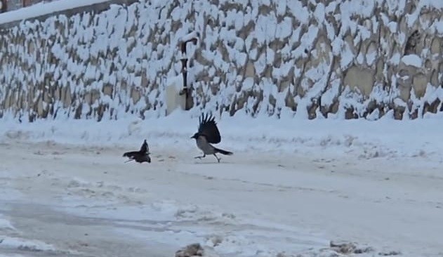 İlçe beyaza büründü, aç kalan kargalar sokaklara indi