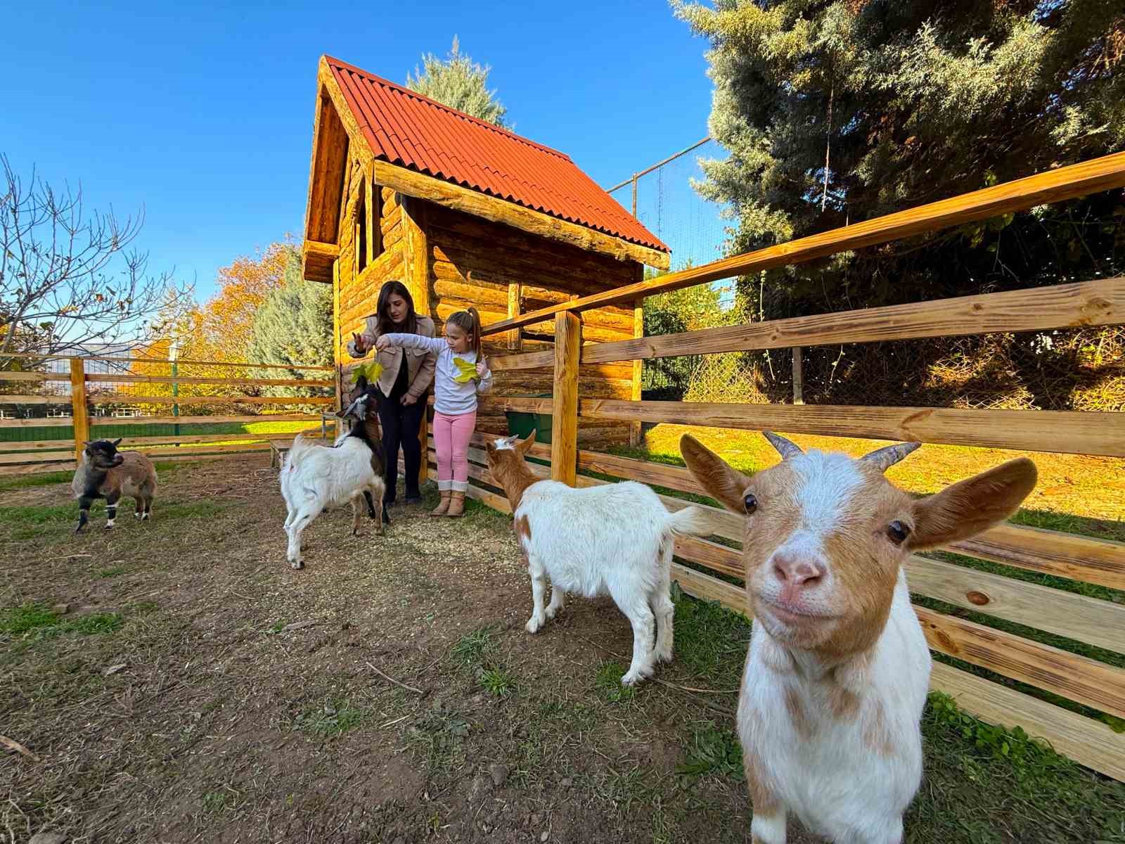Keçi, ördek, tavuk, tavşan: Hepsinin görevi 