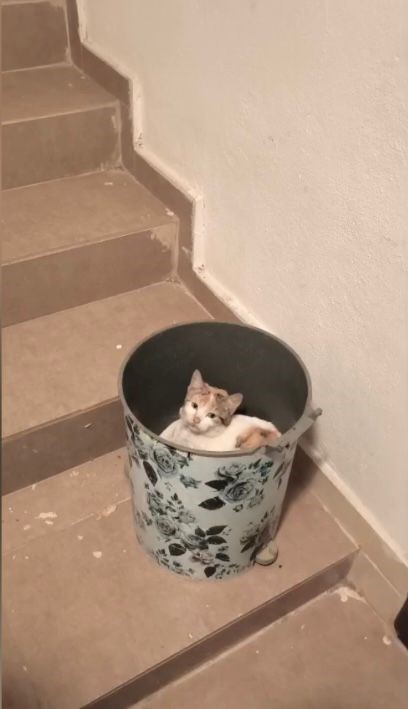 Soğuktan korunmak isteyen kedi çöp kutusuna sığındı