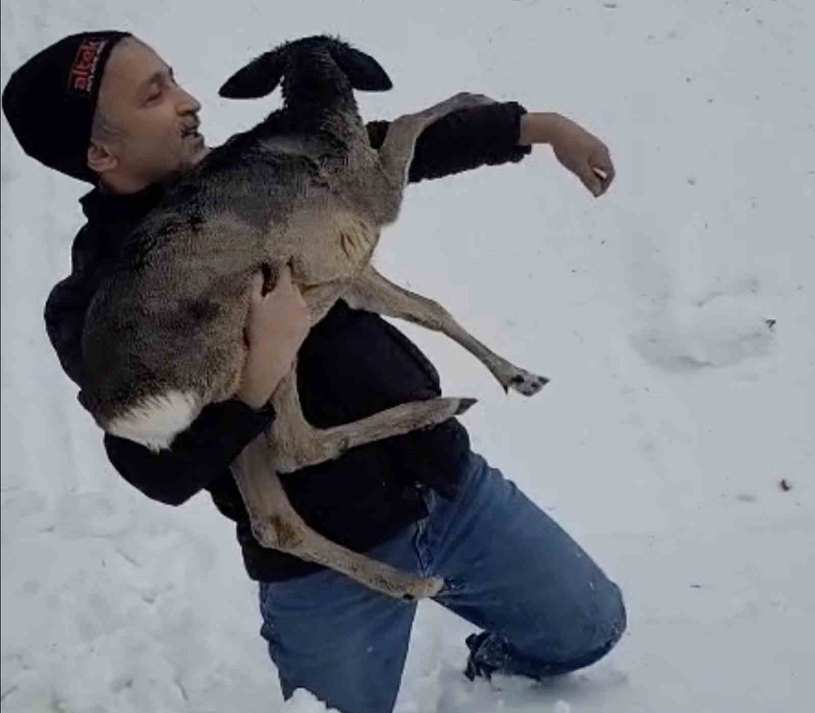 Düzce’de yaralı halde bulunan yavru karaca koruma altına alındı