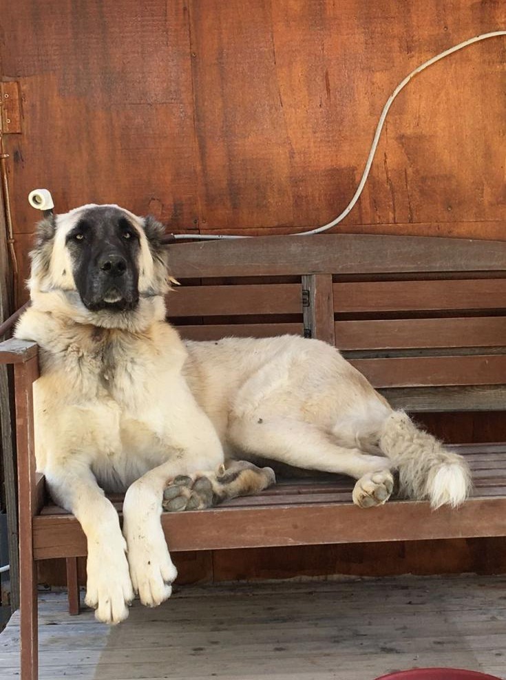 Yerleşim yerinde açılan ateş köpeği vurdu, inceleme başlatıldı