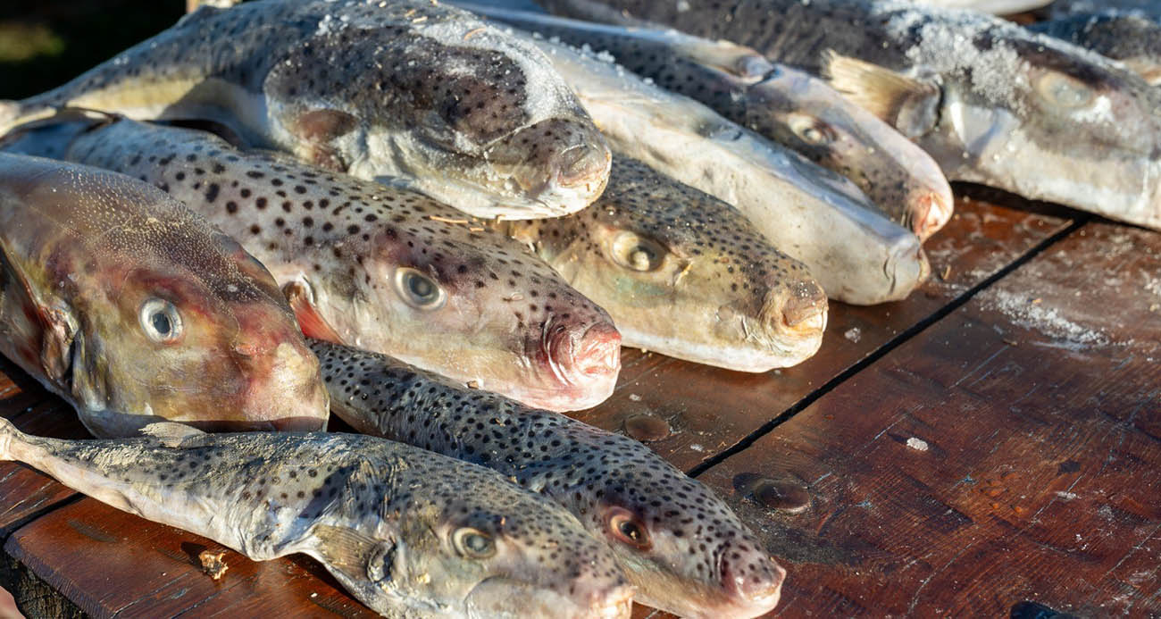 Adana’da 4 günde 128 bin balon balığı toplandı