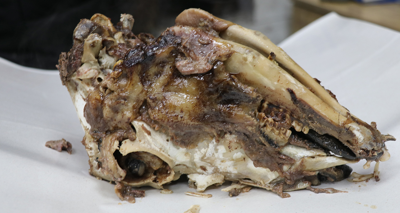 Ürkütücü görüntüsüne rağmen afiyetle tüketiliyor