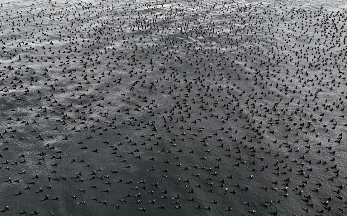 Damatlıklarını giyen karabatak kuşları İstanbul Boğazı’nda bir araya geldi