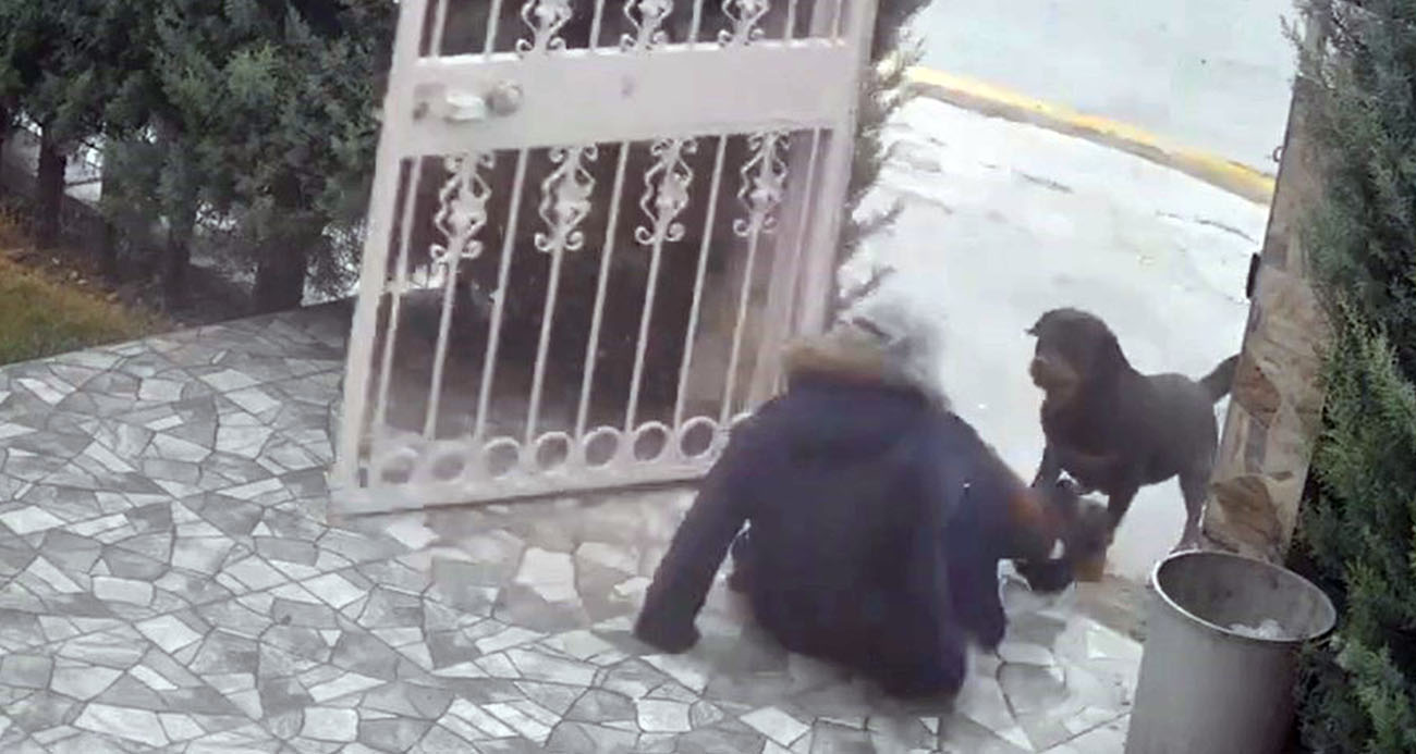 Ankara’da sahipsiz köpeklerin saldırısına uğrayan kadın komşusu sayesinde kurtuldu: Korku dolu anlar kamerada