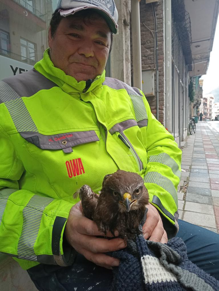 Ayancık’ta yaralı bulunan şahin koruma altına alındı