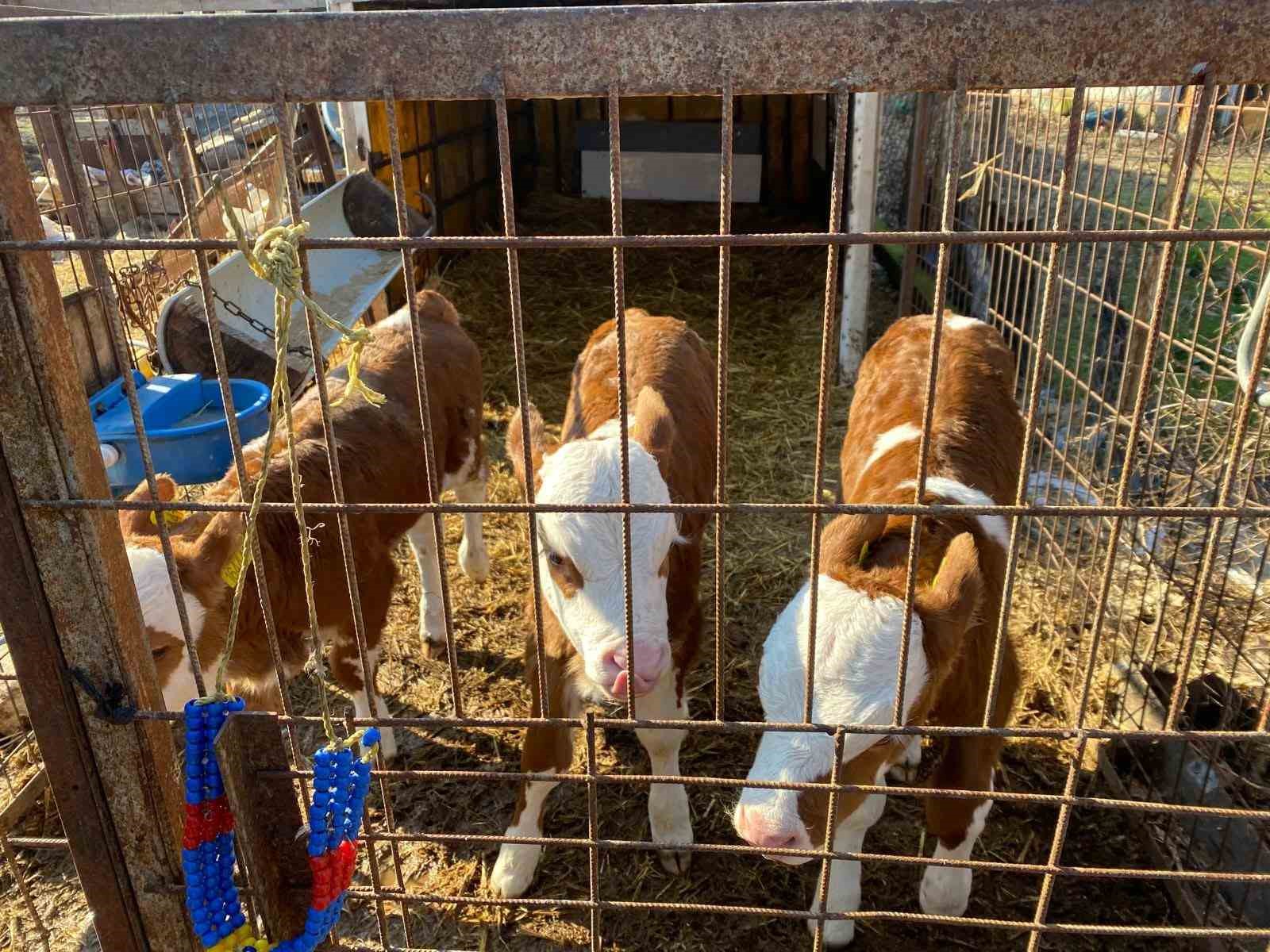 Üçüz buzağılara altınlı tebrik