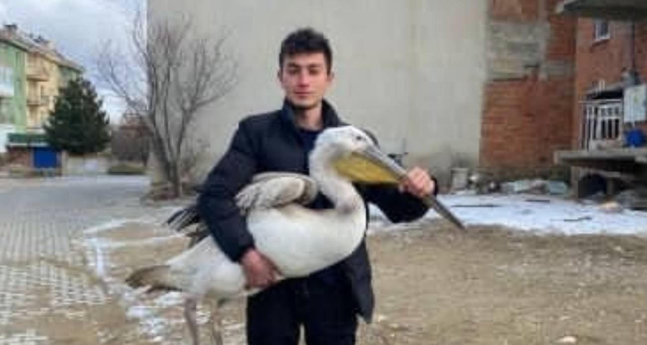 Sokakta gezerken pelikan buldu