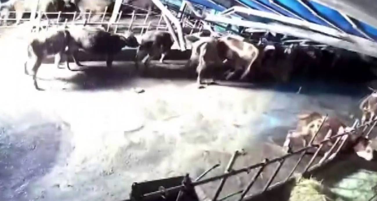 Sivas’ta ahır çöktü, o anlar güvenlik kamerasına yansıdı