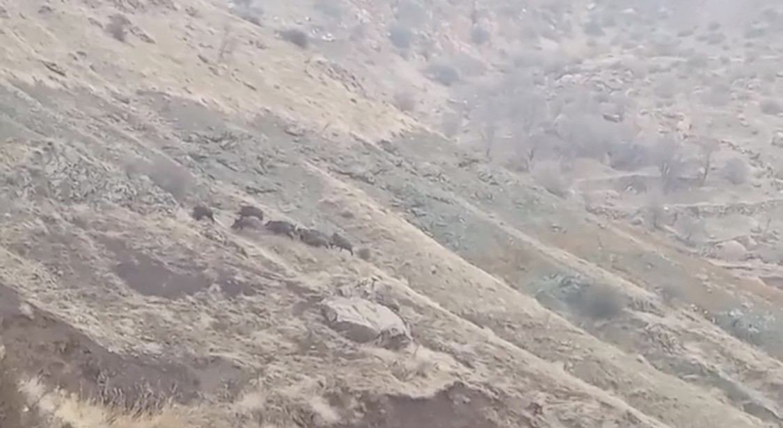 Diyarbakır’da domuz sürüsü görüntülendi